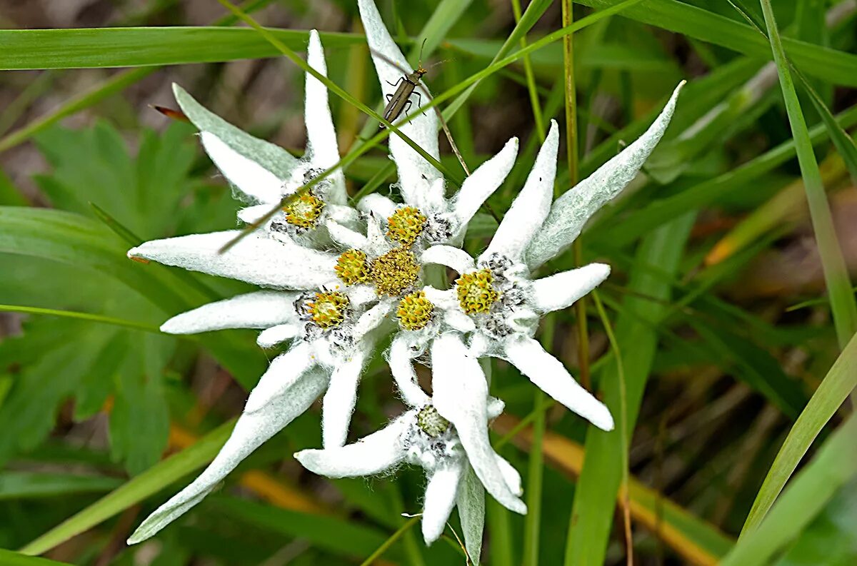эдельвейс демон. эдельвейс цветок легенда. леонтоподиум эдельвейс. эдельвейс tb6530. алтайский заповедник цветок эдельвейс.