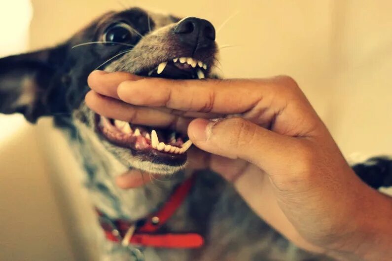 Сон кусает собака за руку без крови