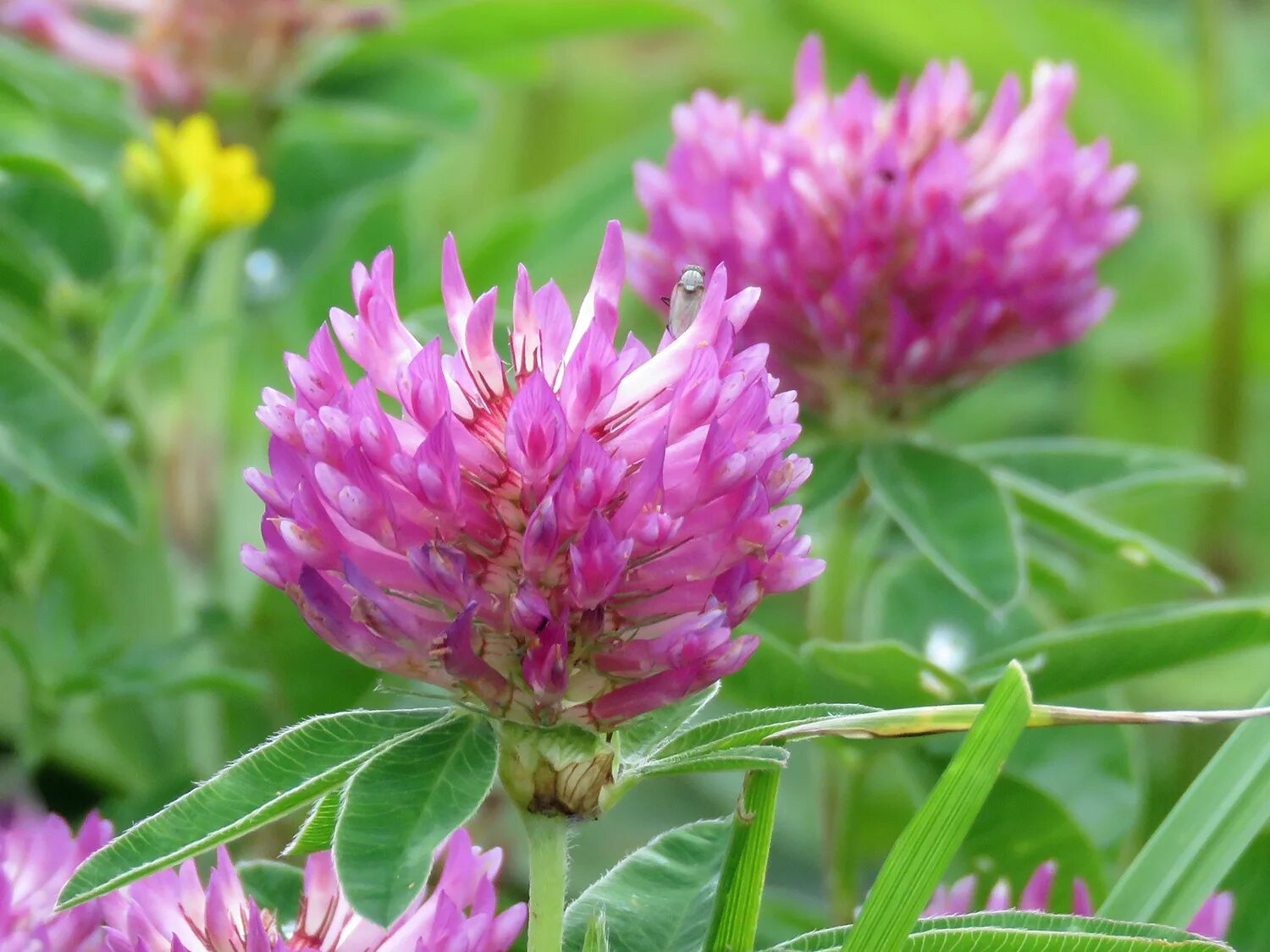 Клевер средний Trifolium Medium. Клевер кашка. Клевер Луговой листья. Кашка Клевер Луговой. Клевер луговой небольшое растение обычно его