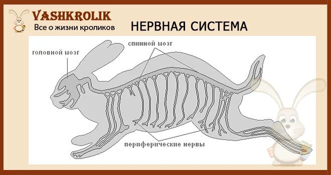 Нервная система млекопитающих 8 класс. Нервная система кролика. Строение нервной системы кролика. Нервная система млекопитающих. Нервная система млекоп.