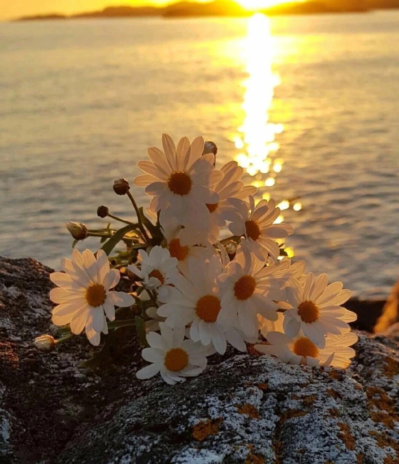 Шикарные ромашки. Цветы в солнечных лучах. Летние цветы. Цветы на фоне моря. Картинки доброго утра про жизнь