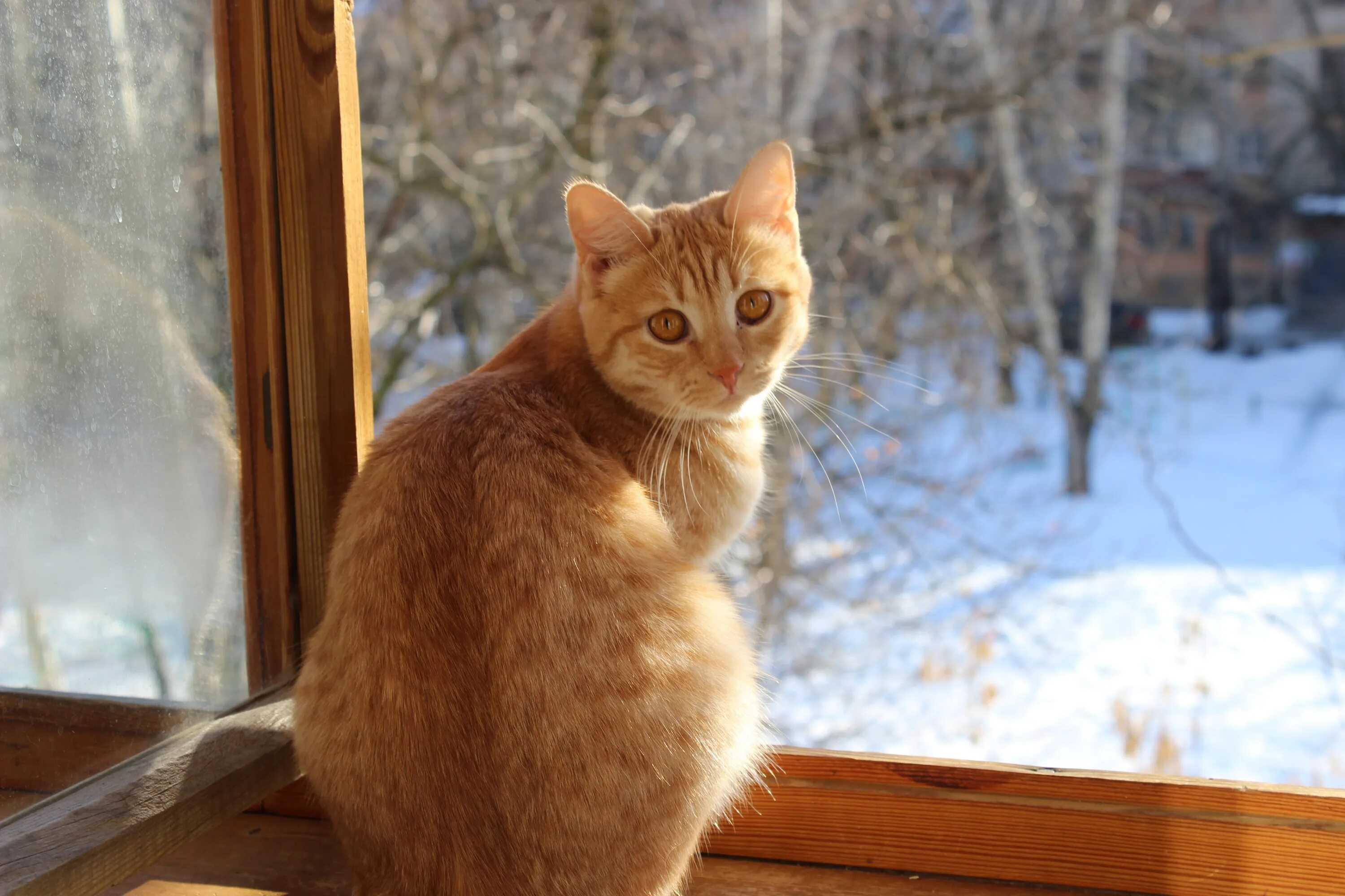 с первым новогодним днем. 3 января среда картинки. 3 января среда картинки. с добрым январским утром среды. открытки сдорым зимним утром.