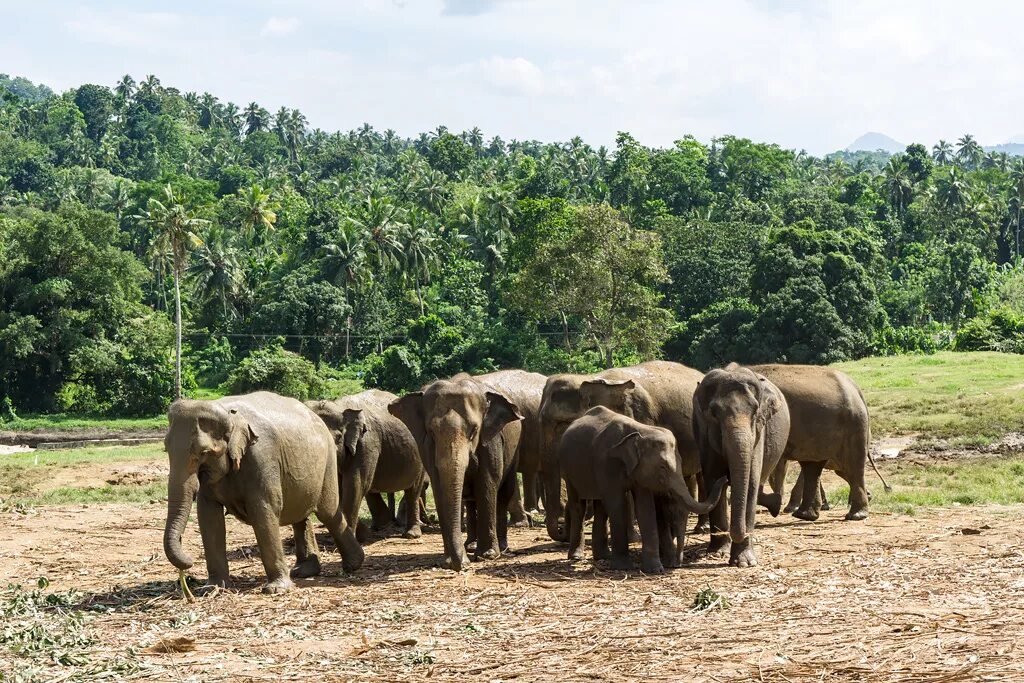 Пиннавела шри. Шри Ланка приют Пиннавела. Приют для слонов Пиннавела Шри-Ланка. Слоновий питомник Шри Ланка Пиннавела. Шри Ланка слоны Пинавелла.