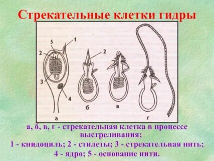Стрекательные клетки рисунок