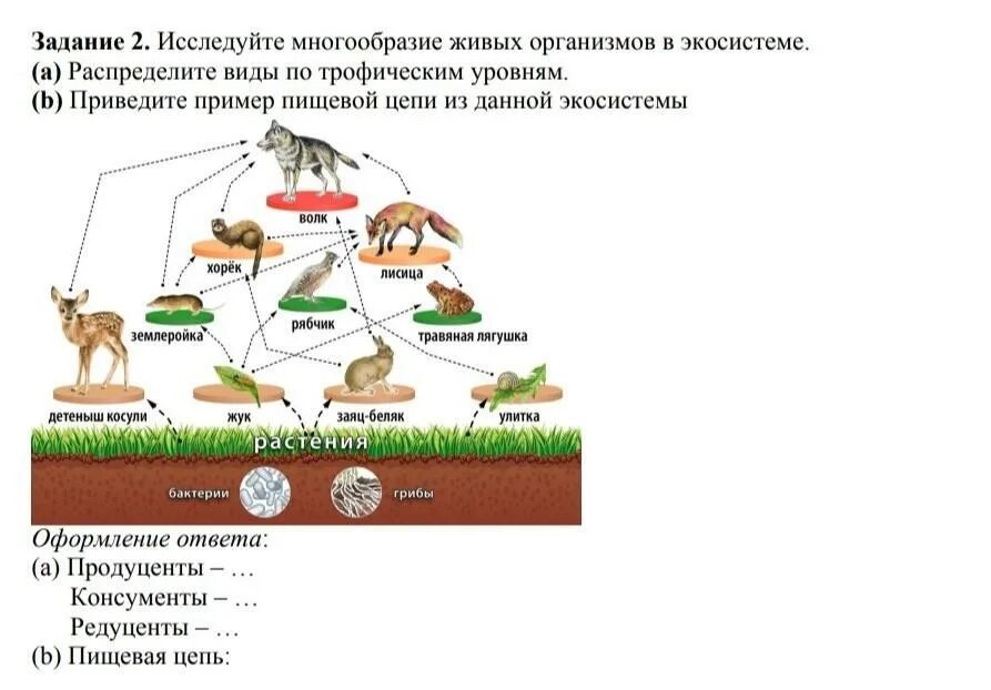 Трофическая пищевая цепь из 10 уровней. Трофические уровни схема. Трофические уровни 5 класс биология. Трофические уровни экосистемы схема. Многообразие живых организмов.