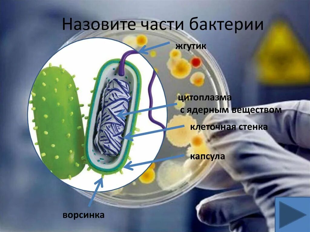 Что содержится в бактериях