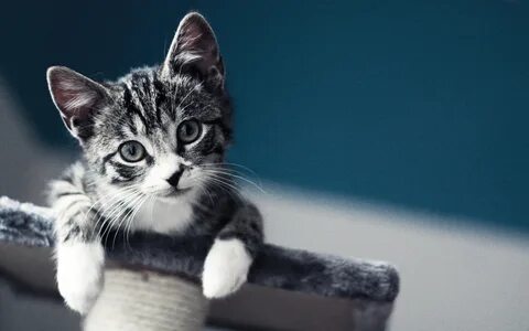 Котик на аву