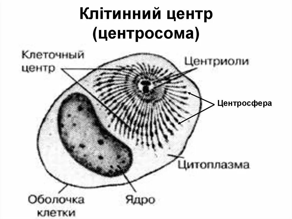 Клетка клеточный центр рисунок. Строение клетки центросома. Клеточный центр центросома рисунок. Центросома строение.