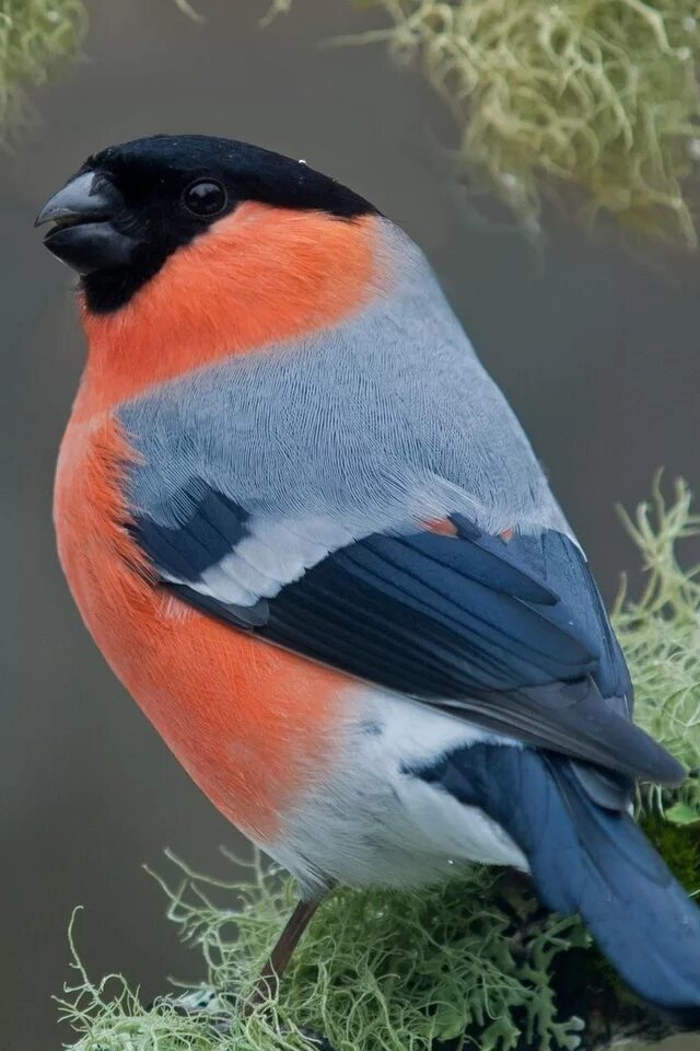 Красноголовый снегирь. Снегирь каких цветов бывает. Грудка снегиря. Окрас снегиря. Красноголовый снегирь.