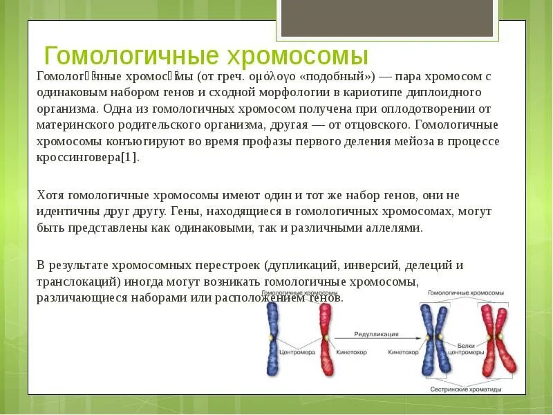 Гомологические хромосомы это в биологии. Гомолонмчные хромосом. Гомологичнве хромомсрсмв. Гомоогичные хромоосомы. Парные одинаковые хромосомы