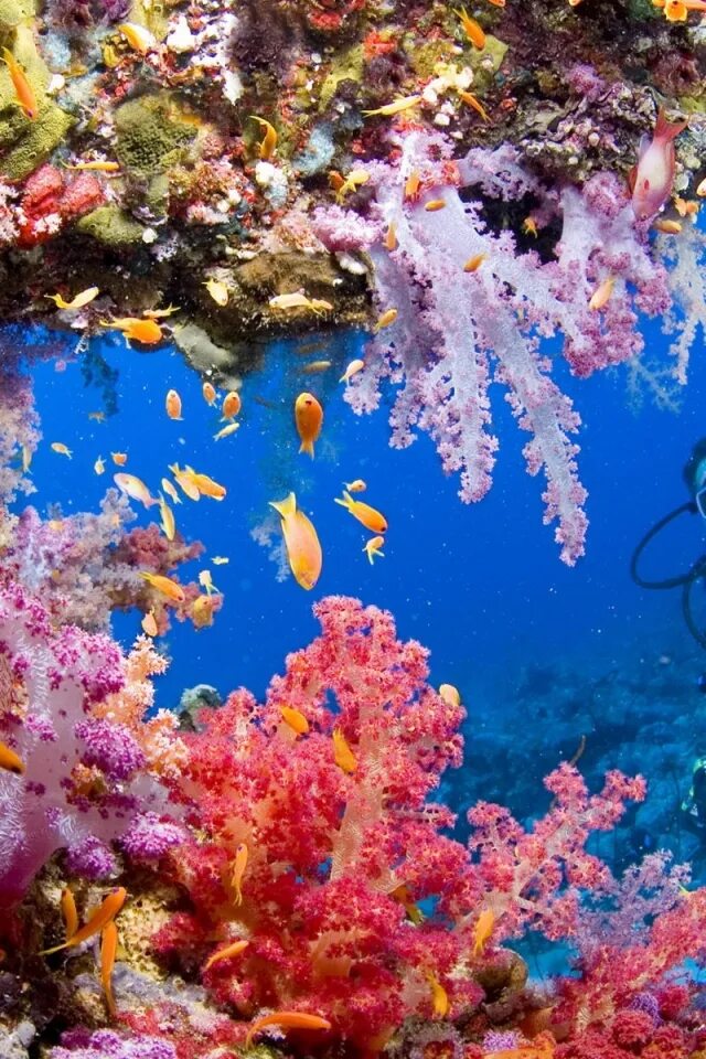 Коралловые рифы красота. Коралловый риф Шарм-Эль-Шейх фото. Коралловые рифы красного моря. Шарм-Эль-Шейх кораллы рифы. Коралловый риф Туббатаха.