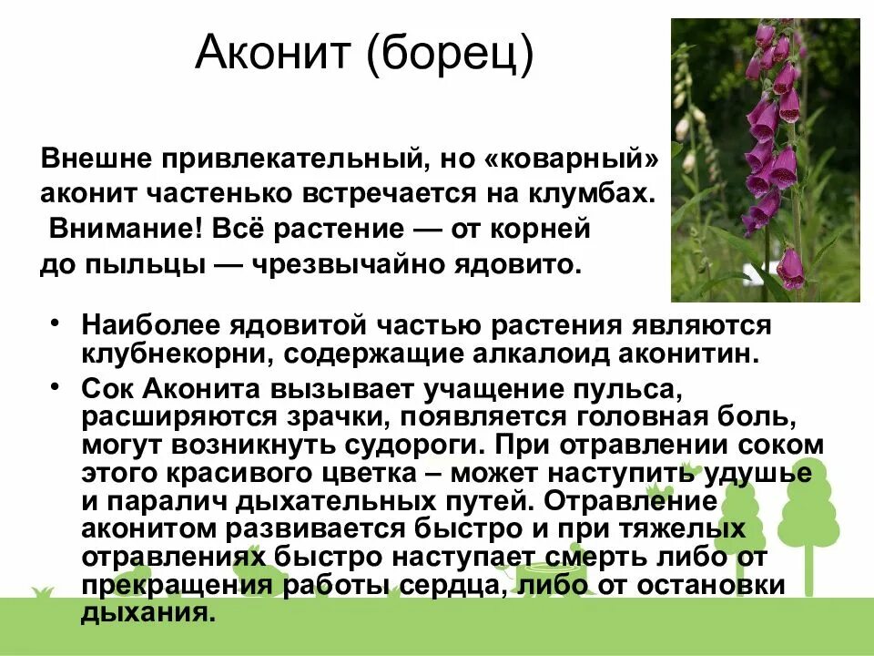 Цветок борец аконит. Аконит цветок описание. Аконит клобучковый. Борец волчий аконит. Аконит джунгарский (борец, башмачки).
