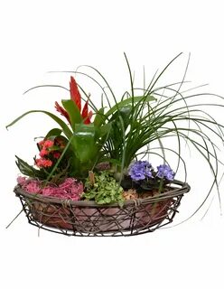 Композиция из комнатных растений