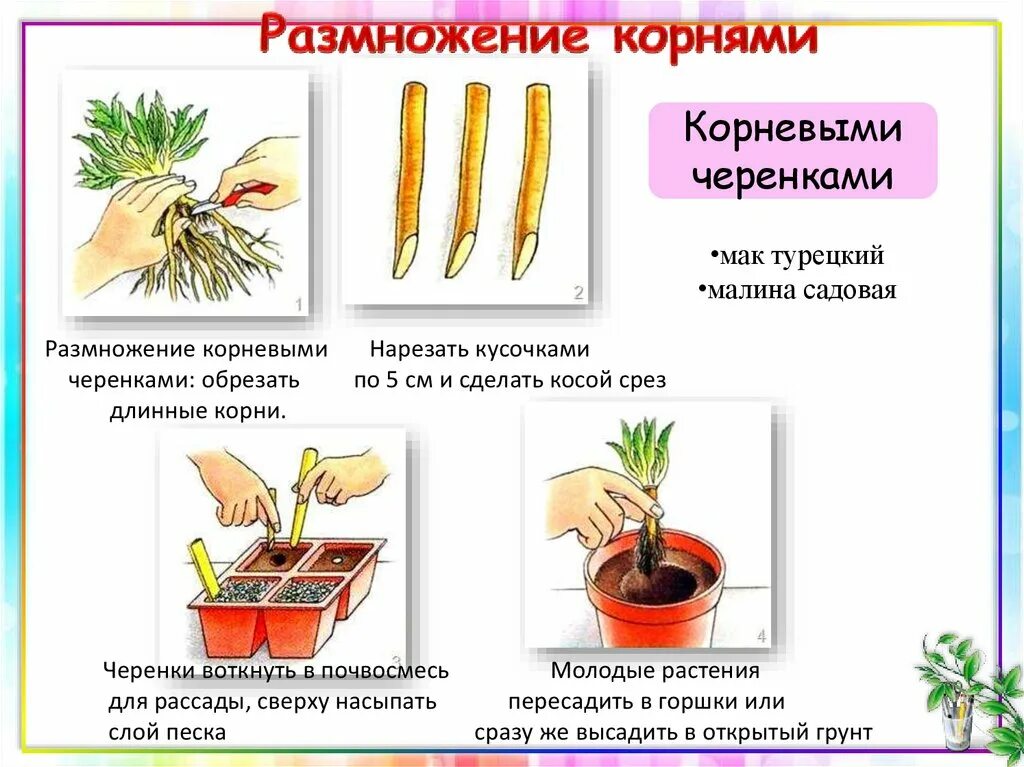 Вегетативное размножение черенкование. Вегетативное размножение корневыми черенками. Размножение комнатных растений черенками. Схема черенкования комнатных растений. Какие способы размножения растений вы наблюдали