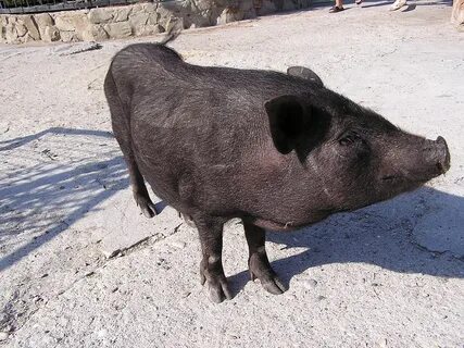 Порно бейнелерді қараңыз