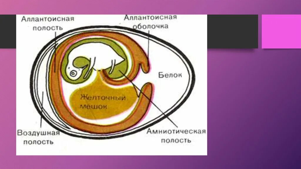 Тип гаструляции у птиц. Эмбриогенез первичная полоска. Тип дробления зиготы у птиц. Морула бластоциста бластула. Эмбриогенез птиц.