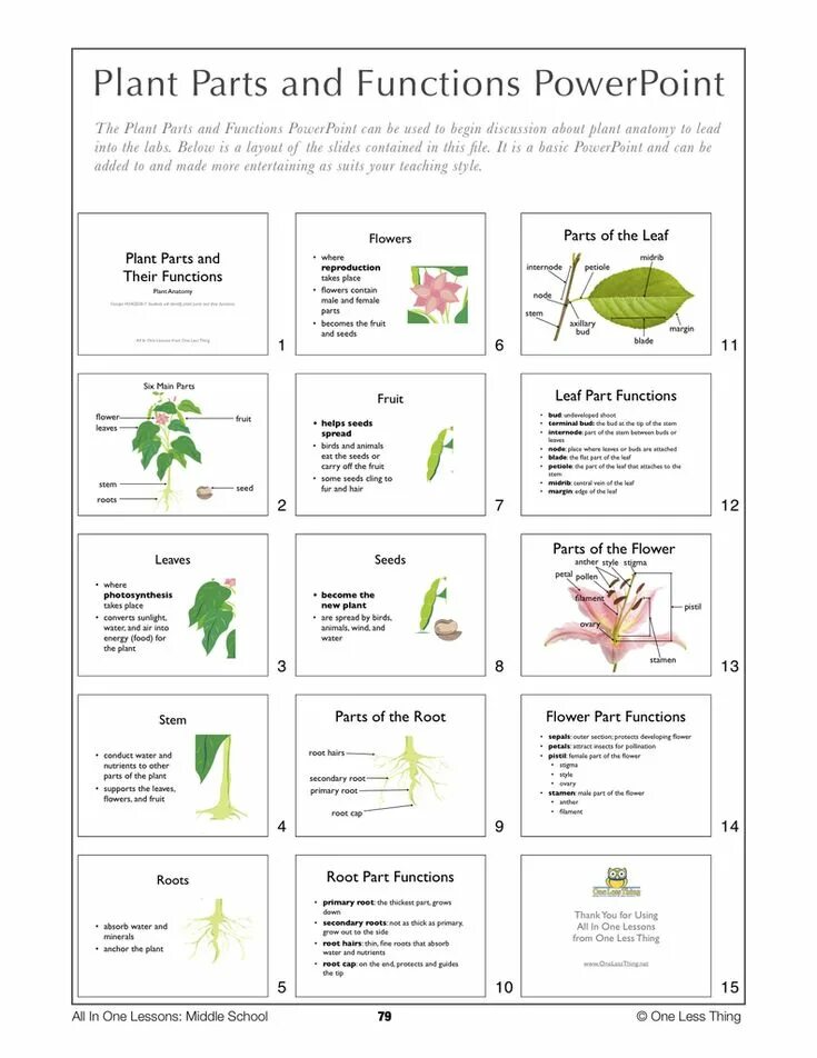 Questions lesson plan. Parts of a plant lesson plan. parts of a plant exercises. plants vocabulary for kids. flowers lesson plan.