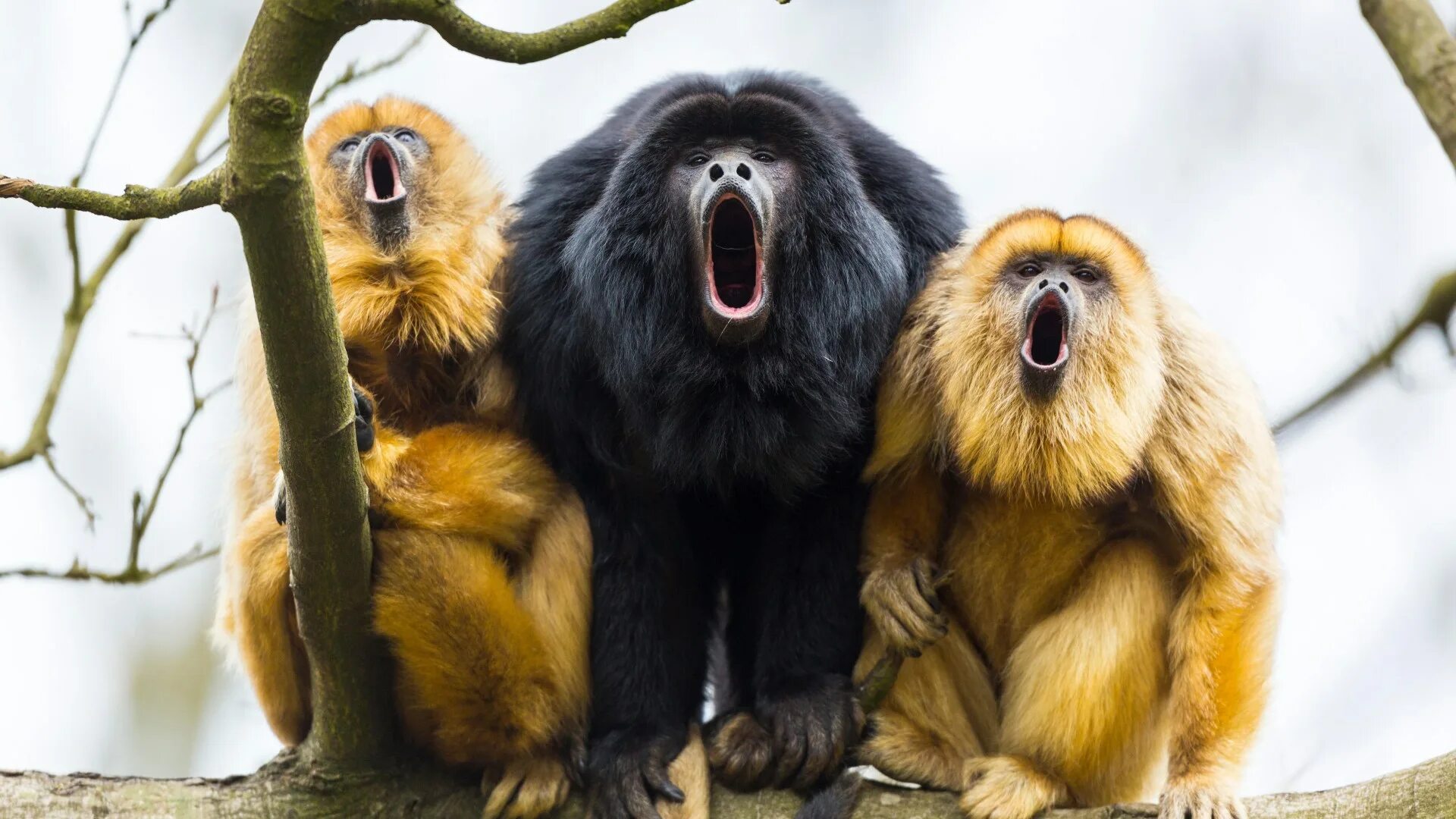 Много диких обезьян. Очень много диких обезьян. Где много диких обезьян. В Бразилии много много диких обезьян.