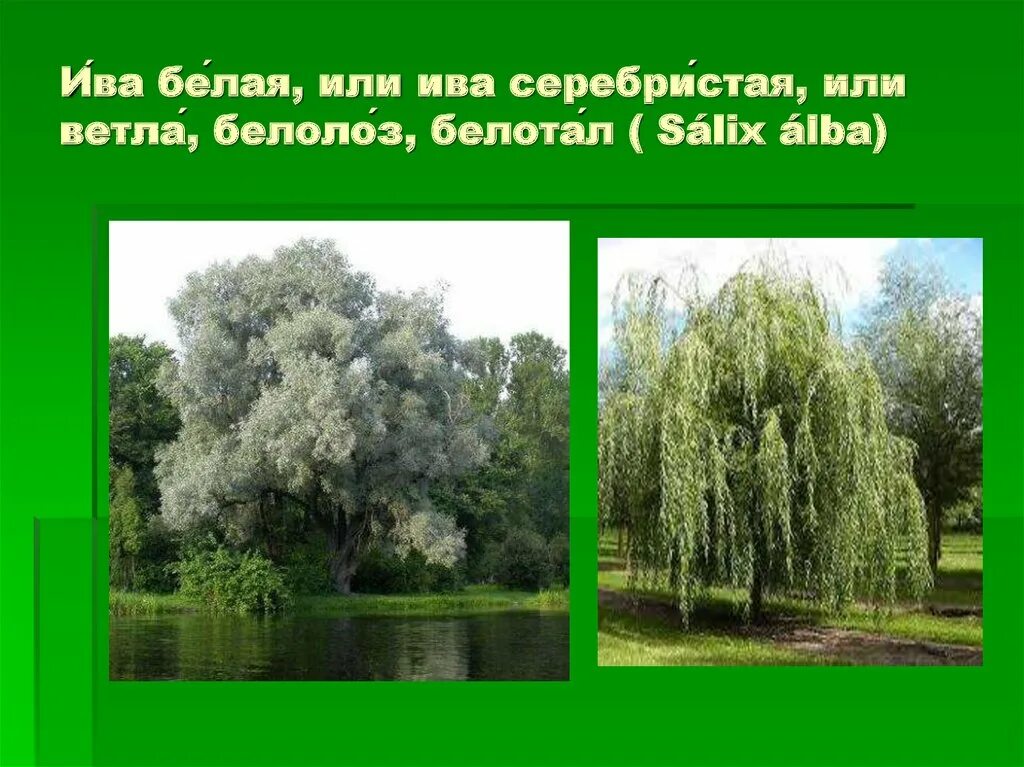 Ива из каких звуков состоит. Ива остролистная плакучая. Ива белая ветла. Ива белая или ветла (Salix Alba). Ива белая, серебристая, или ветла.