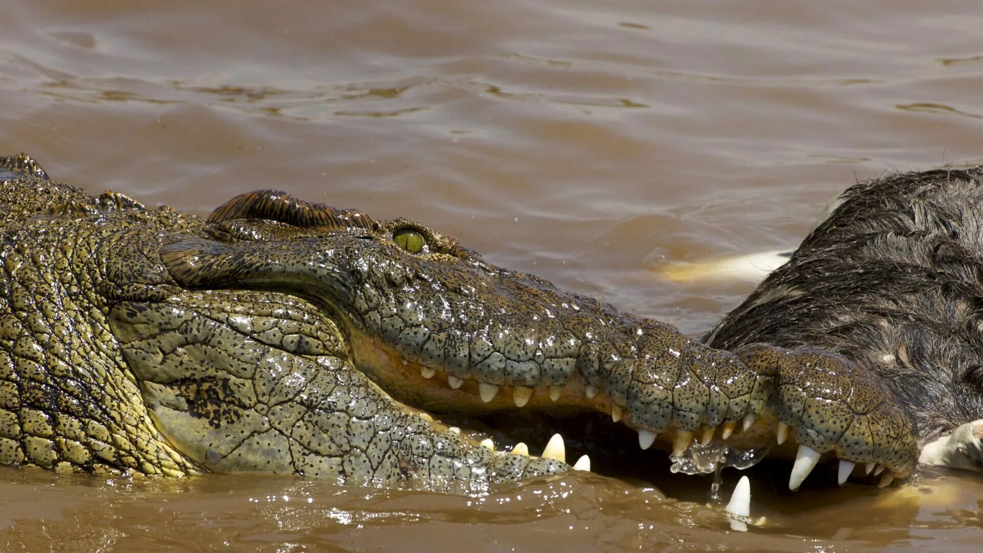 Гребнистый крокодил. The Nile крокодилы. Нильский Аллигатор. Малагасийский Нильский крокодил.