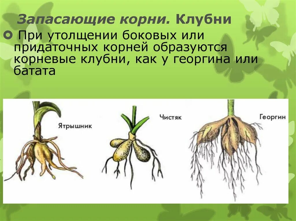 Видоизмененные корни клубеньки. Корневые корневые клубни. Корневище, корнеплод, клубнелуковица.