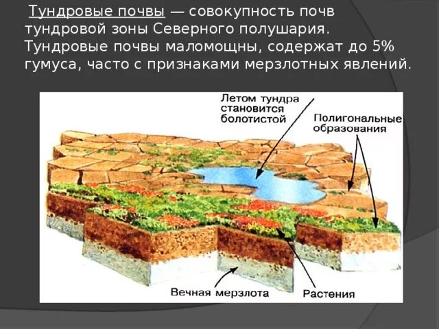 Содержание гумуса в тундровой глеевой почве. Тундрово-глеевые почвы состав. Тундровые глеевые горизонты. Тундрово-глеевые почвы России. Профиль тундрово глеевой почвы схема.