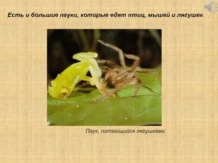 Лягушки пауков