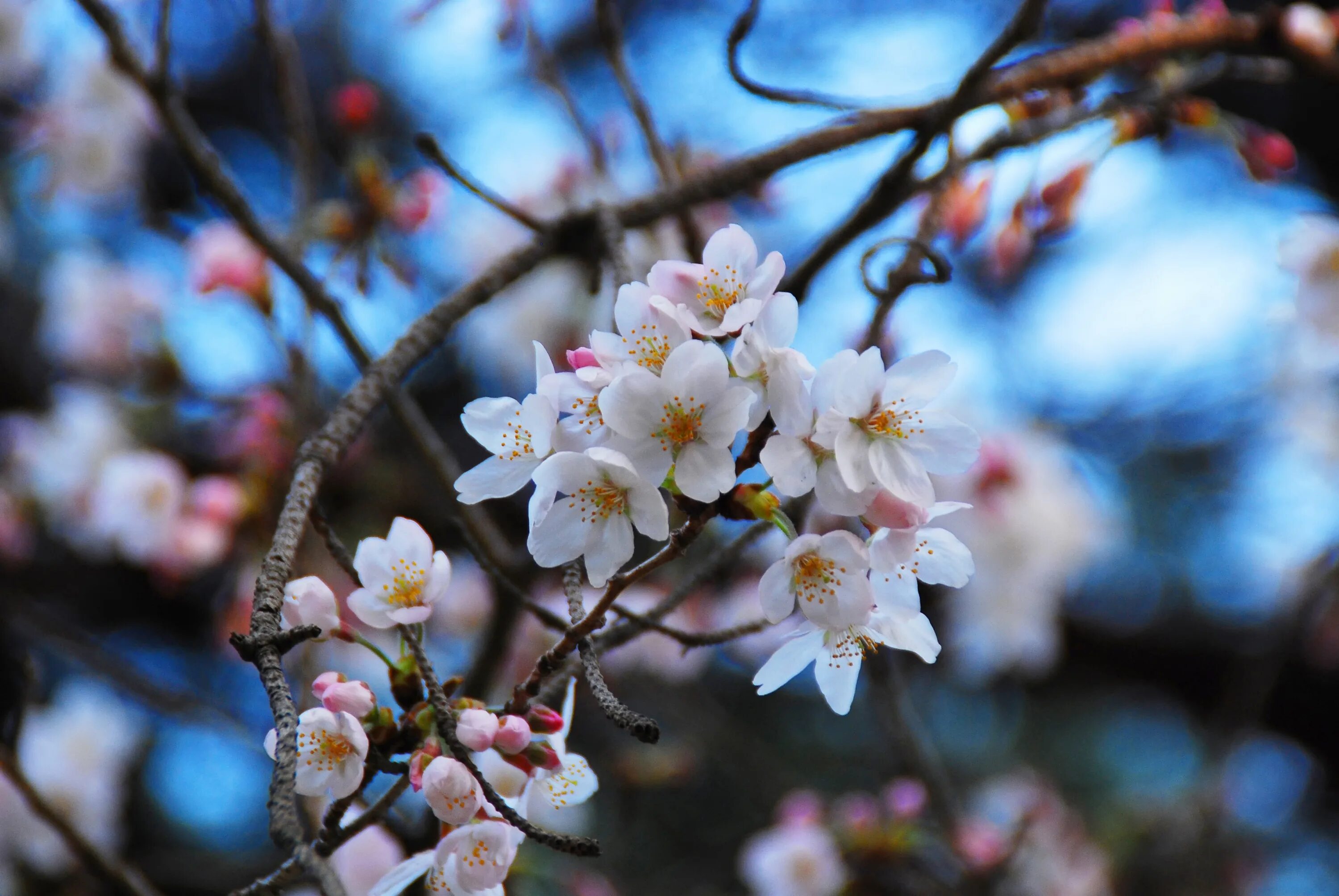 Чери Blossom. Вашингтон Chery Blossom. Чери блоссом 6.