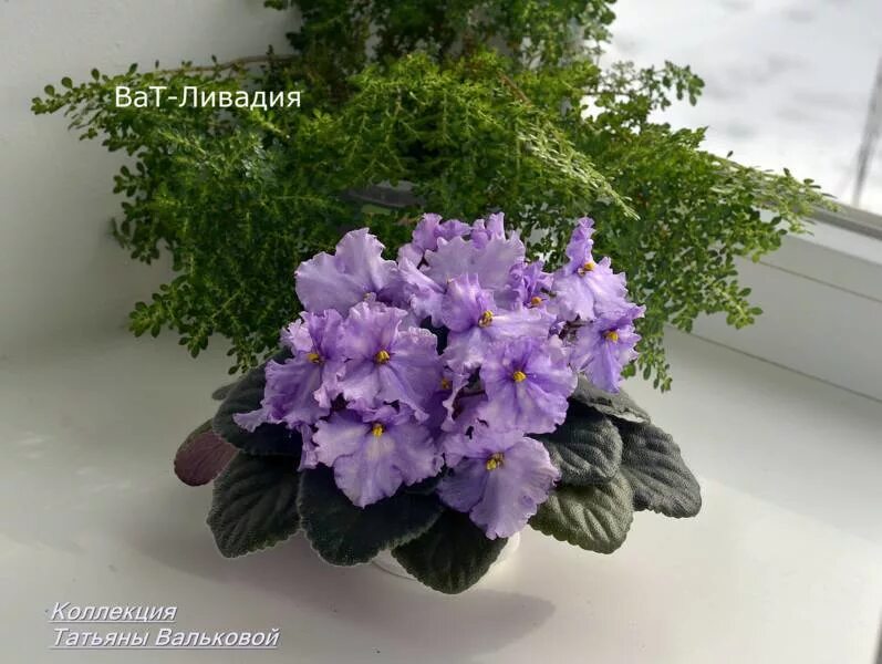 Фиалка нд ливадия