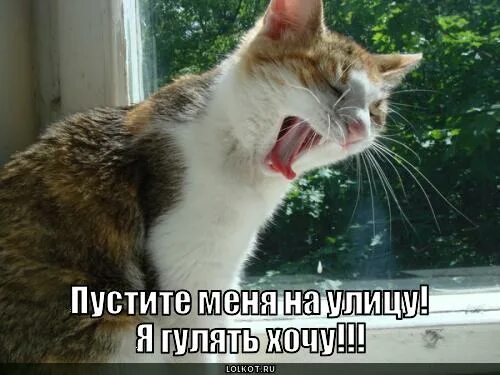 Не отпускают гулять. Я хочу гулять. Пусти меня погулять. Хочется гулять. Кот хочет гулять Мем.