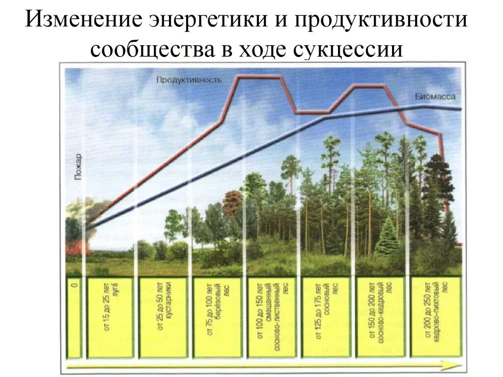 Последовательность увеличения биологической продуктивности природных зон. Сукцессия продуктивность. Сукцессия и первичная продукция. Закономерности сукцессии. Биомасса первичной продукции.