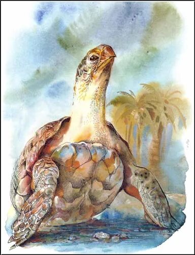 лесли риис про сарли черепаху с большого барьерного рифа. про сарли с большого барьерного рифа. барьерный риф черепахи. про сарли с большого барьерного рифа. лесли риис про сарли.