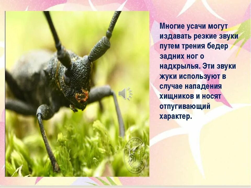 На что похожа буква ж. Звуки природы насекомые. Насекомые с названиями для детей. Насекомые. Звуки насекомых для детей.