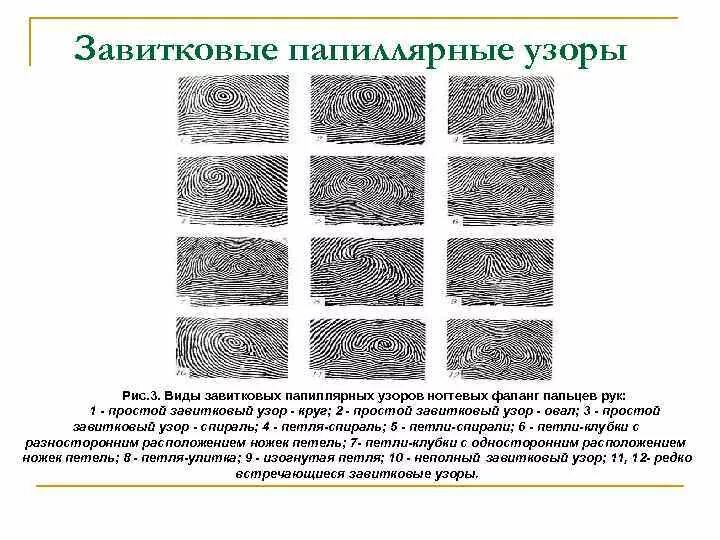 Виды папиллярных узоров. Завитковые папиллярные узоры. виды петлевых папиллярных узоров. завитковый папиллярный узор виды. завитковые узоры в криминалистике.