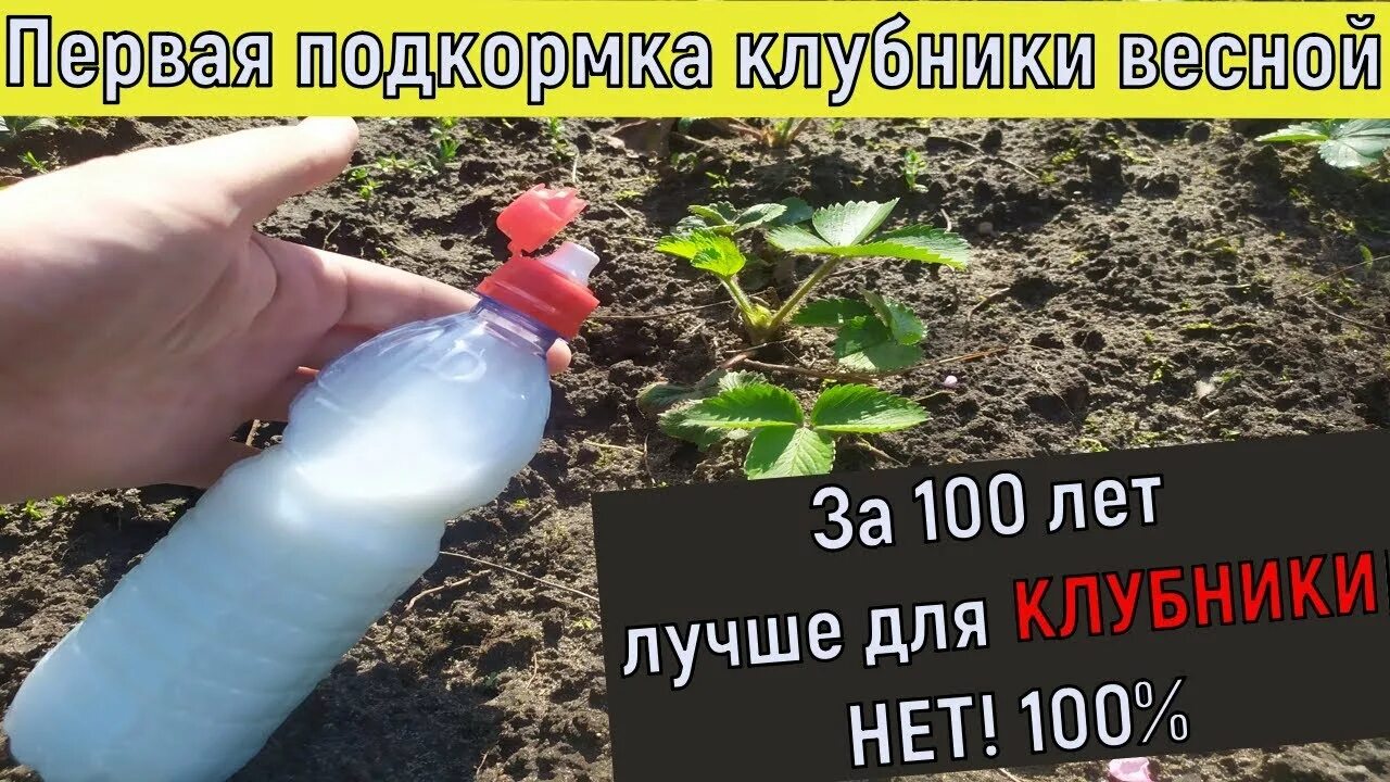 Первая подкормка клубники после зимы в апреле. Весенняя подкормка клубники. Подкормка клубники весной. Удобрение для клубники весной. Подкормка клубники ранней весной.