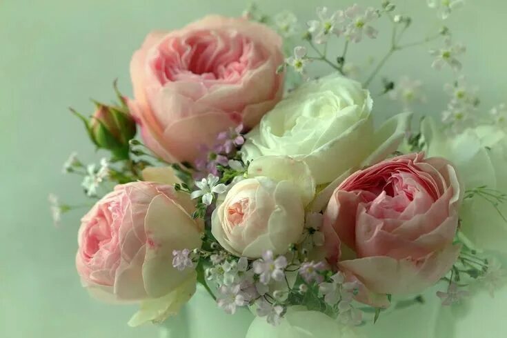 Download wallpaper white, pink, pink flowers, flowers, beautiful, buttercups, ra