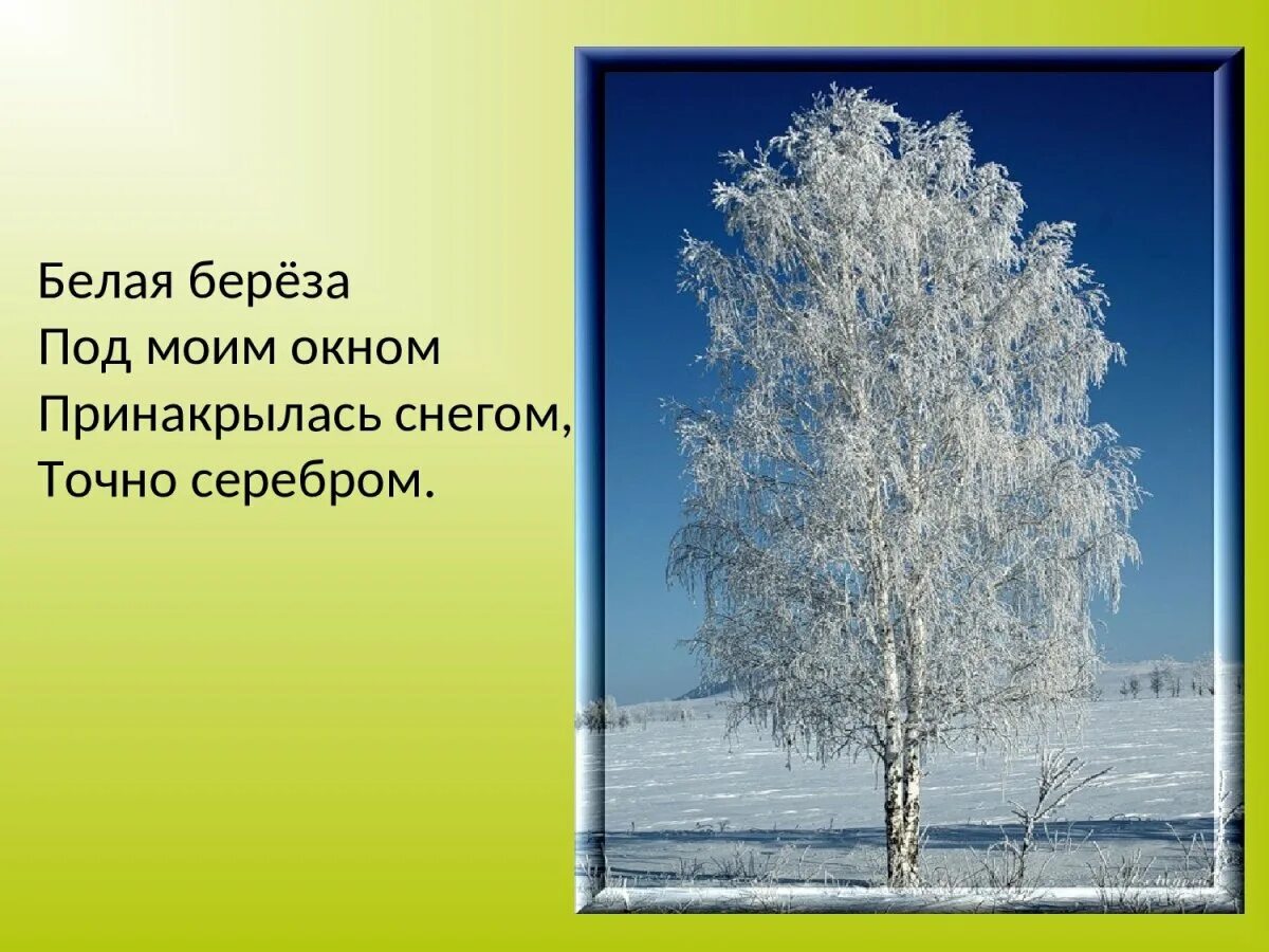 Стих Есенина белая береза. Есенин зимняя береза. Есенин белая береза стихотворение. Береза зима Есенин. Зимнее стихотворение есенина