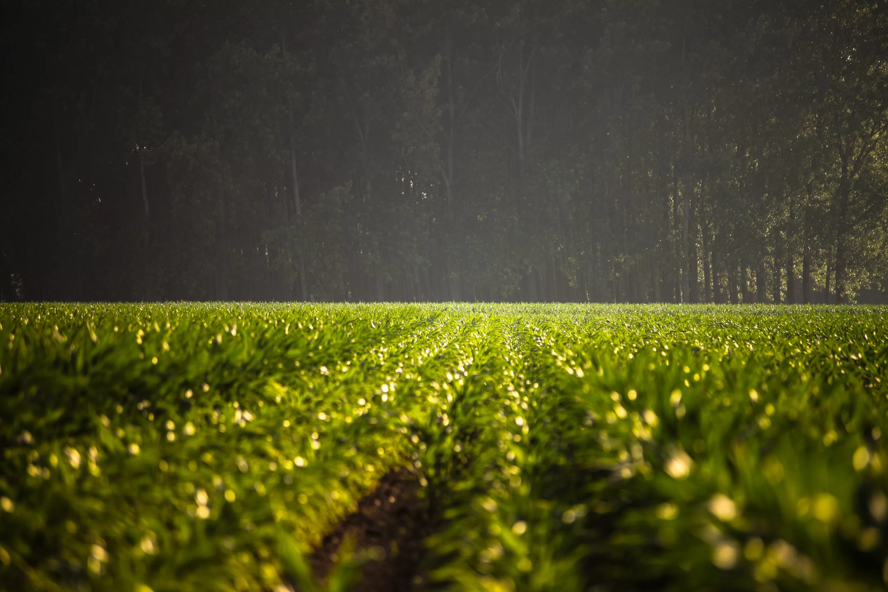 Green farming. Дождь в поле. В поле. Поле зелень. Пол трава.