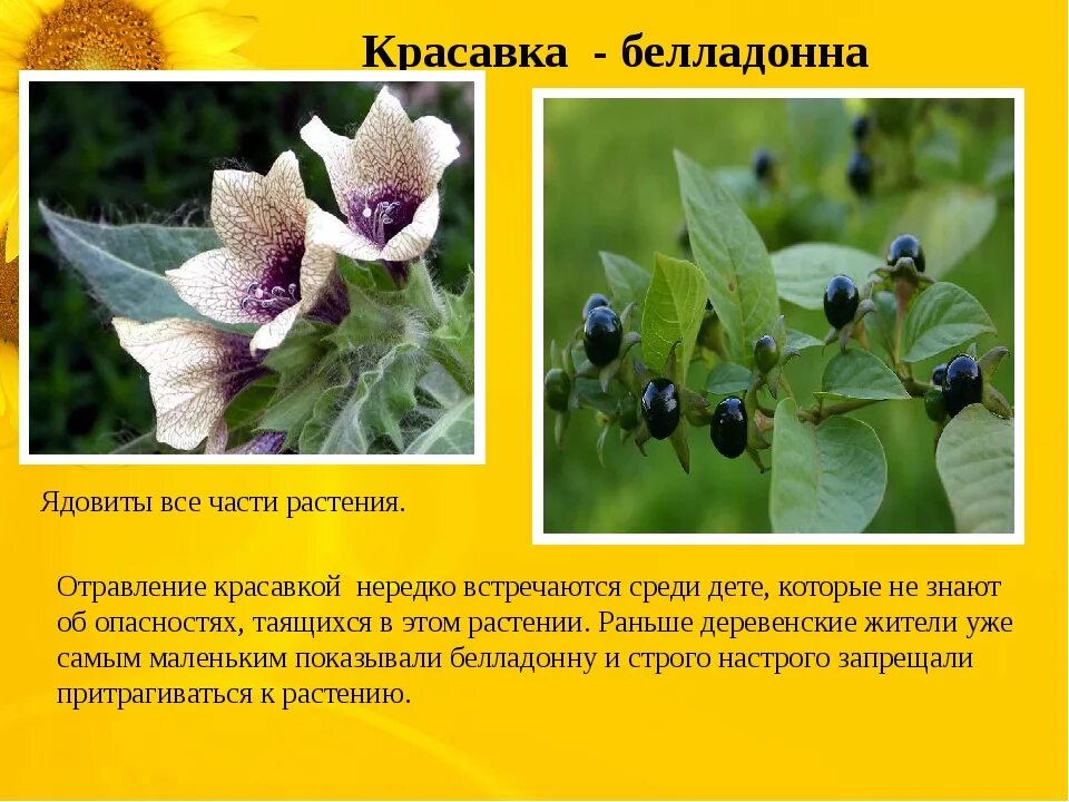 Белладонна трава фото и описание Белладонна свойства Фитостудия-63.ру