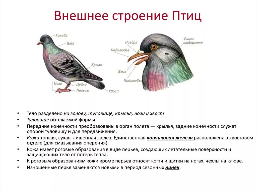 Особенности организма птицы. Строение птицы 7 класс биология. Особенности строения птиц 7 класс биология. Внешнее строение птицы биология 7 класс. Отделы тела птиц 7 класс биология.