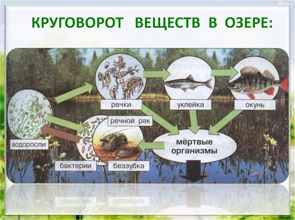 Схема круговорота веществ в водоеме. Круговорот веществ в сообществе водоема 3. Схема круговорота веществ в сообществе водоема 3. Нарисуй схему круговорота веществ в сообществе водоема 3. Составить пищевую цепь озера