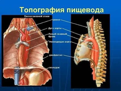 Грудной отдел пищевода