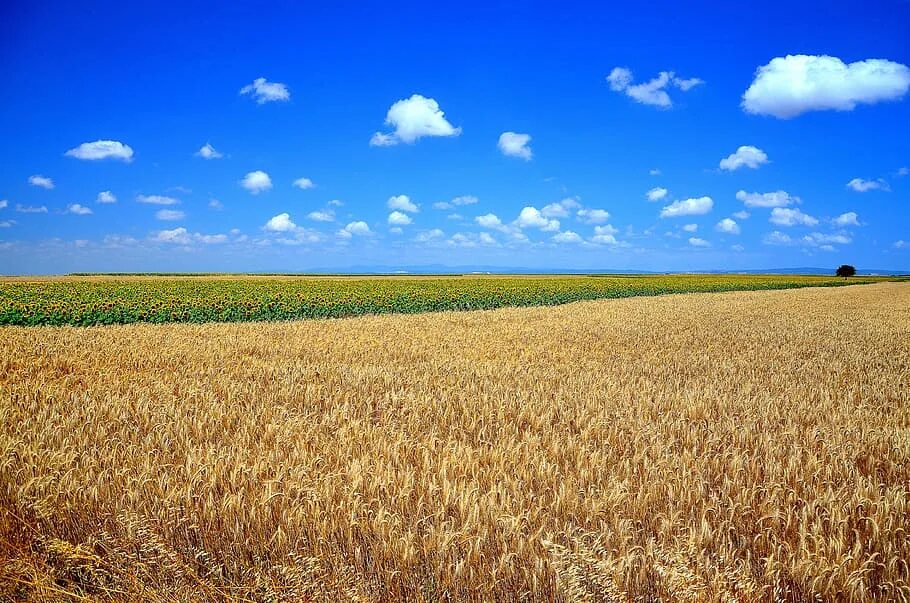 Fields area. Пшеничное поле Вангол. Алтайский край панорама поле пшеницы. Вагай Северный поля пшеницы. Канзас поле зерна.