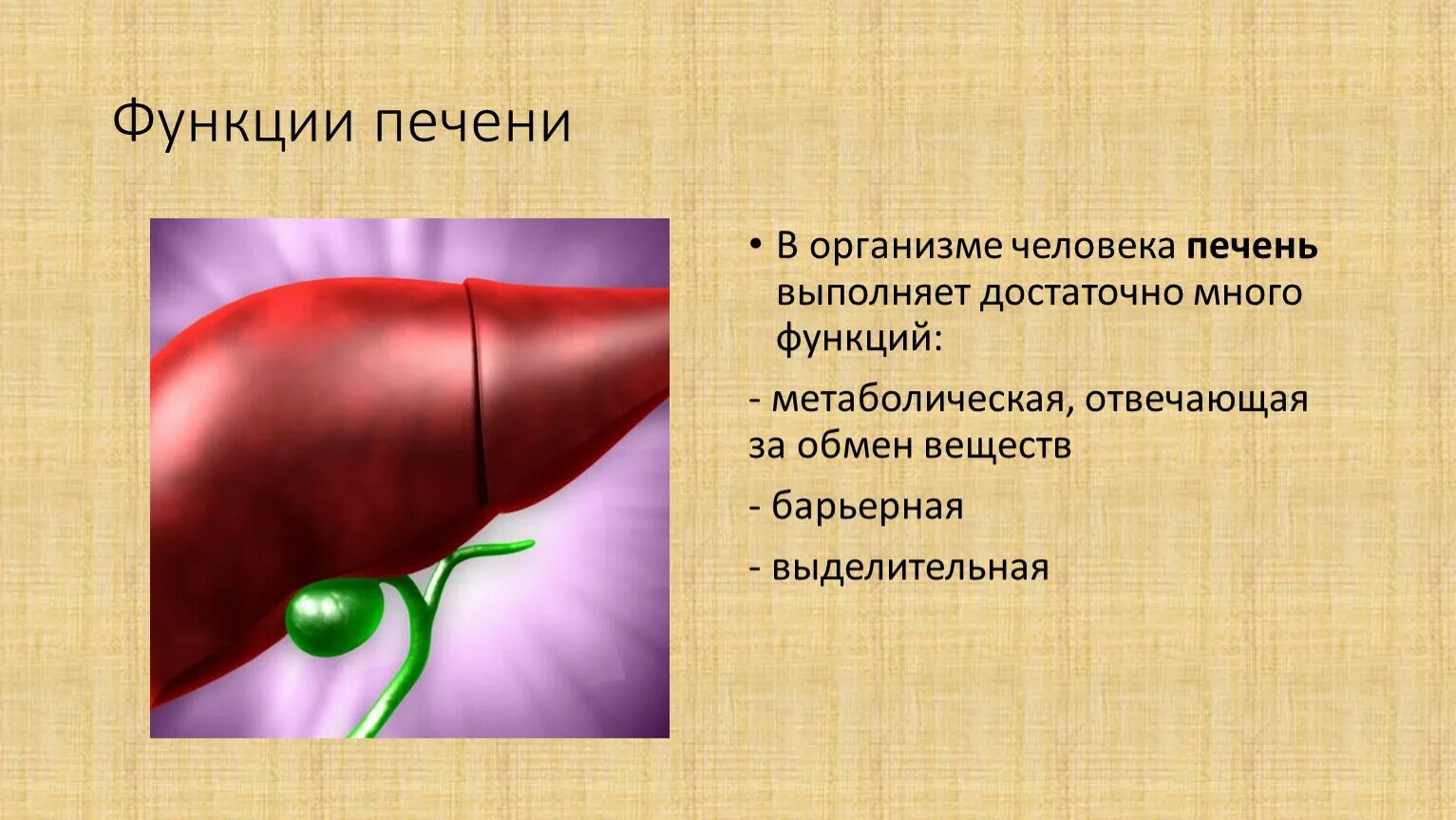 Функции печени 8. Функции печени в организме человека. Печень орган в организме человека. Функции и роль печени в организме.