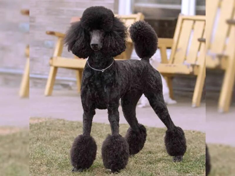 Поводки пуделя. Ошейник бусы для собак. Поводки пуделя. Королевский пудель стрижка. Поводки пуделя.