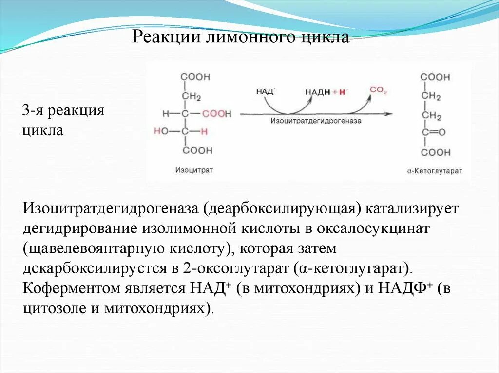 First reaction. Схема строения изоцитратдегидрогеназы. Кофермент изоцитратдегидрогеназы. Изоцитратдегидрогеназа катализируемая реакция. Реакции общего пути катаболизма.