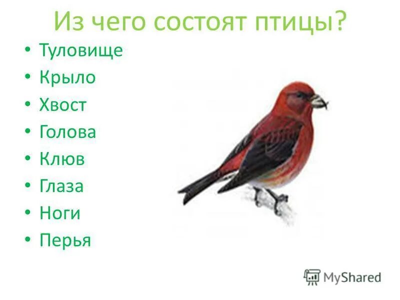 Какая птица состоит. Что за птица гребень грудь крылья а хвост. какая птица состоит из сорока одинаковых букв?.