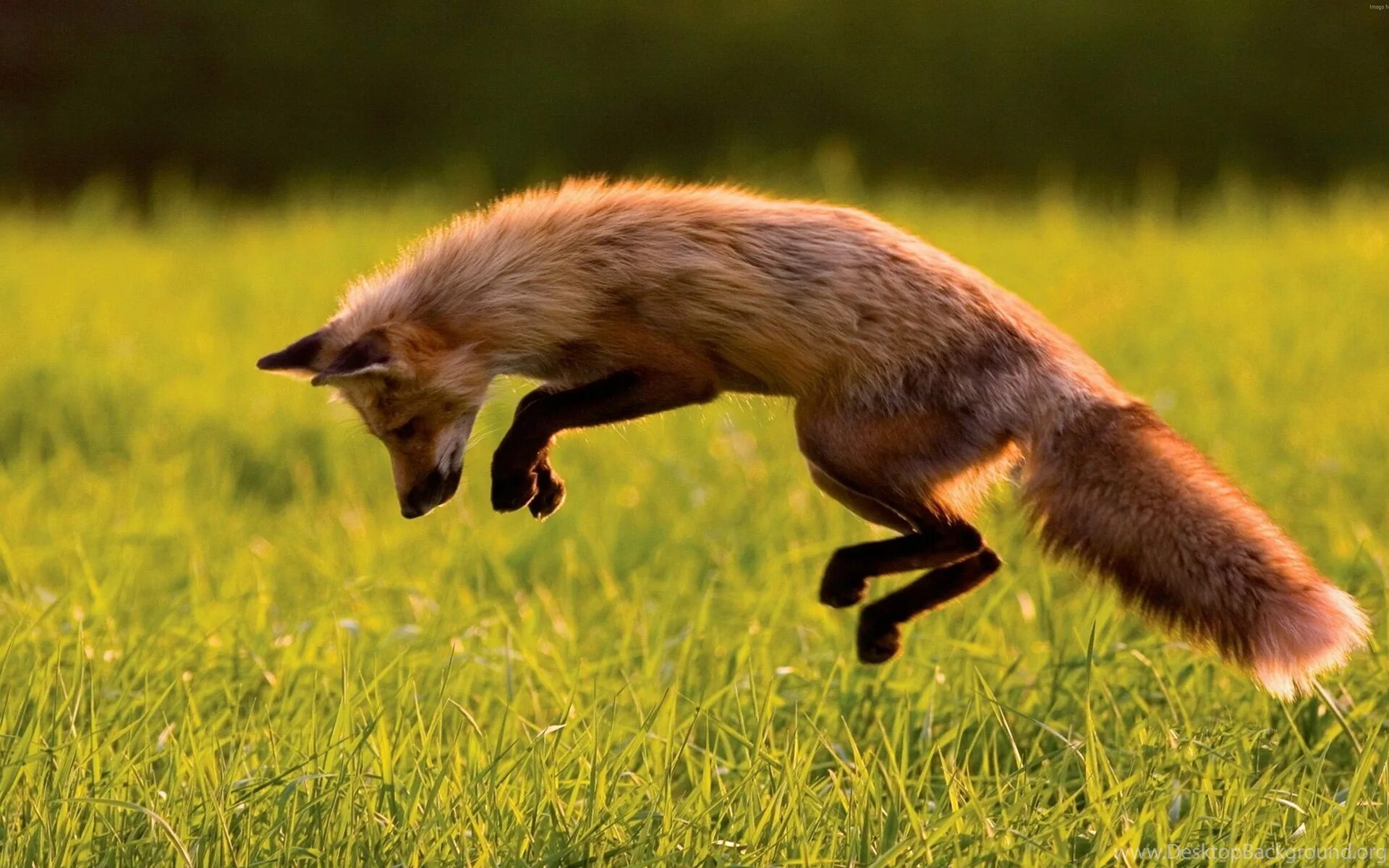 Лиса. Животные в движении. Фото лисы. Лиса в прыжке. Fox wild