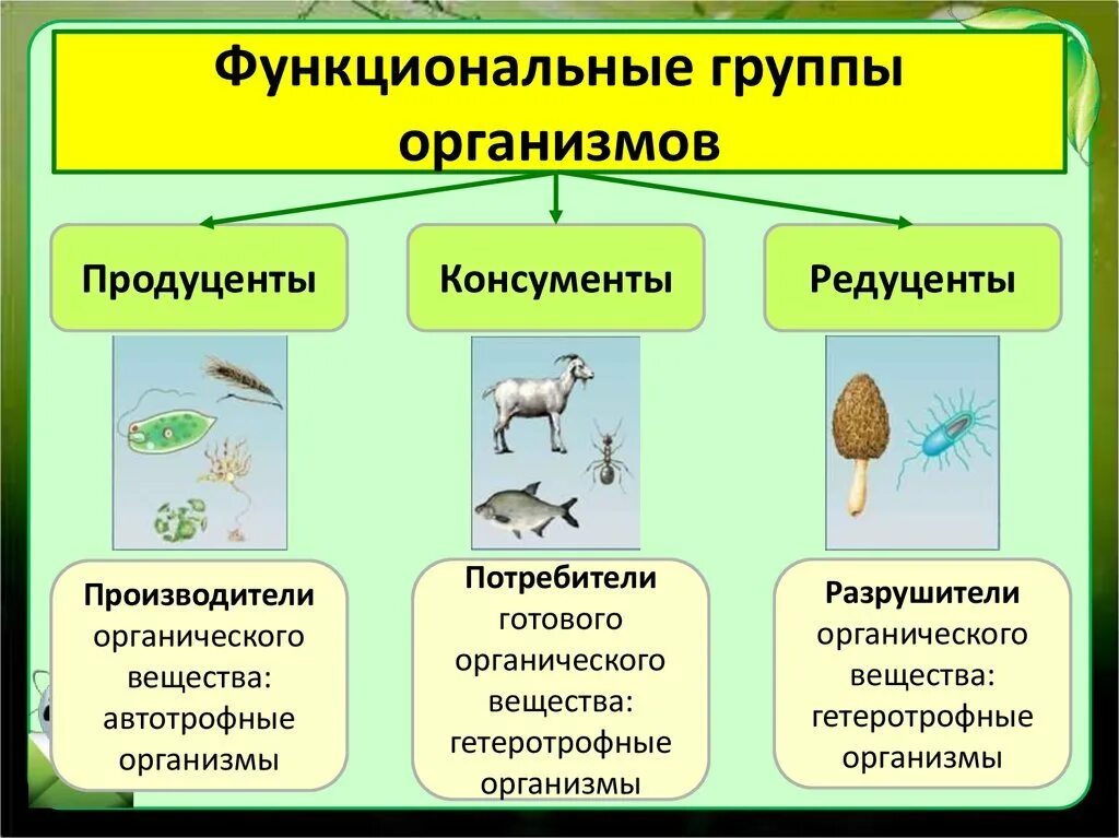 Береза какая экологическая группа. Типы питания организмов продуценты консументы редуценты. Функциональные группы живых организмов. Продуцентв консументы ред. Продуцентв консументв рецудентв.