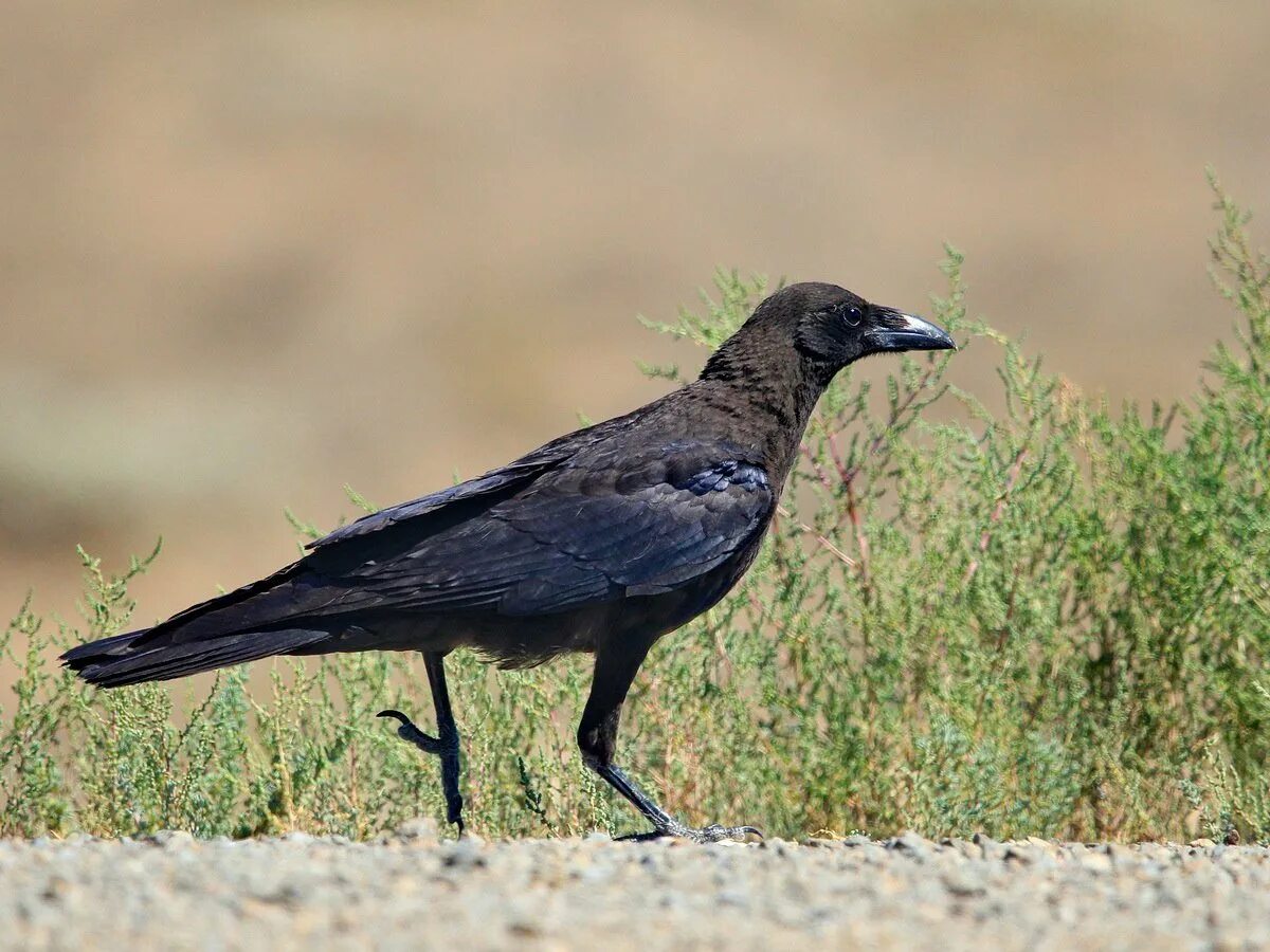 Описание пустынного ворона. Corvus ruficollis. пусты́нный буроголо́вый во́рон corvus ruficollis. пустынный буроголовый ворон вороны. коричневая ворона.
